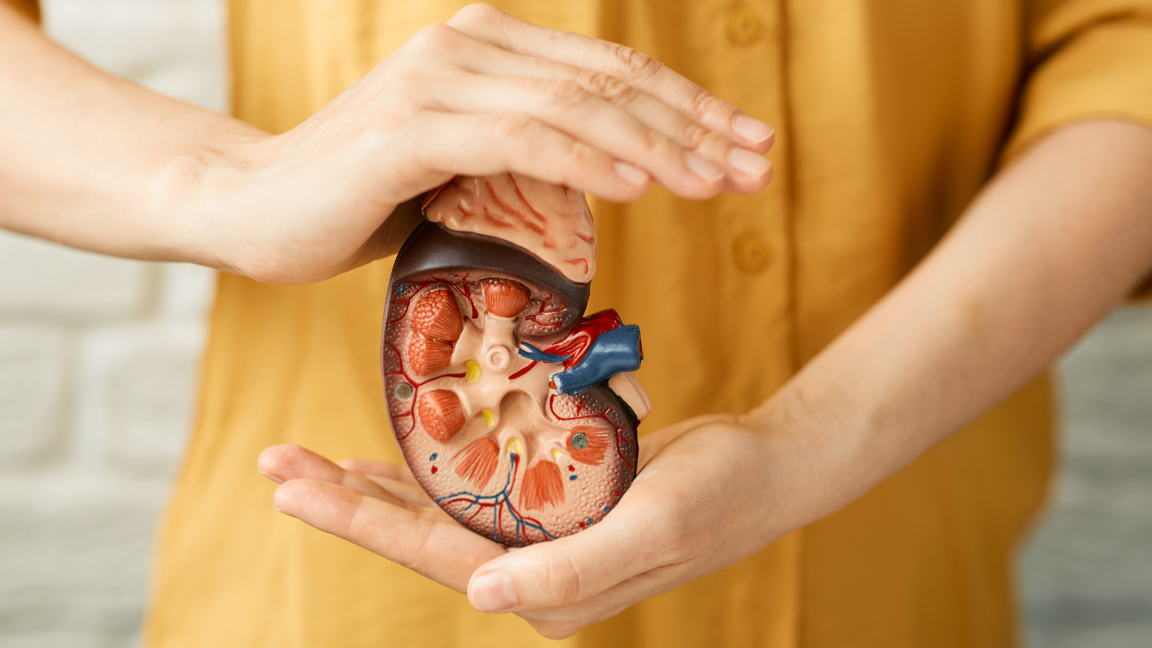 person holding diagram of kidney